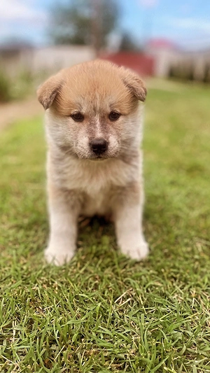 Catei Akita Inu - imagine 4