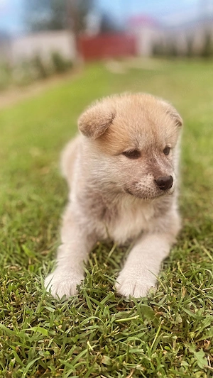 Catei Akita Inu - imagine 2