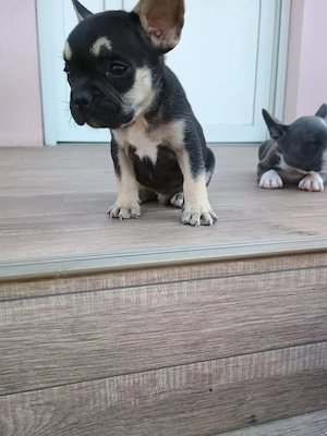Puiuți de Bulldog francez rasă pură 