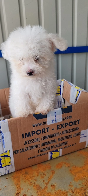 bichon frise femelă - imagine 3