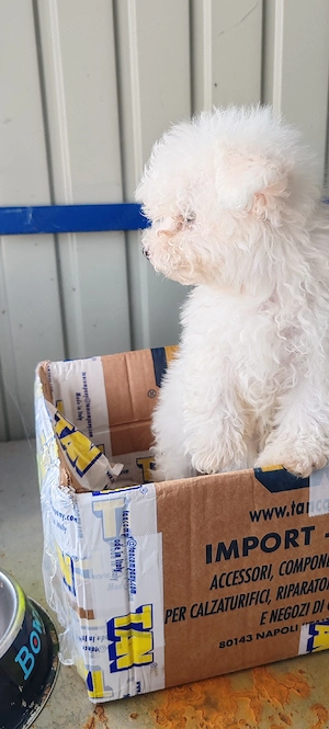 bichon frise femelă - imagine 2