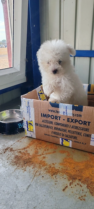 bichon frise femelă - imagine 4