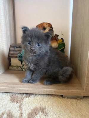 puiuti maine coon  - imagine 4