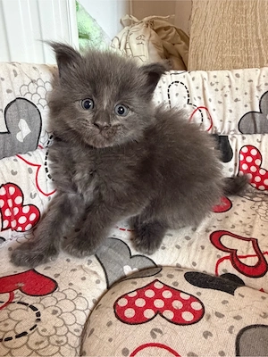 puiuti maine coon  - imagine 5