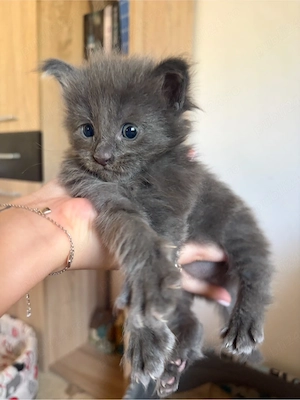 puiuti maine coon  - imagine 3