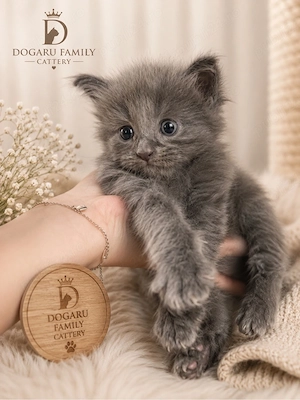 puiuti maine coon 