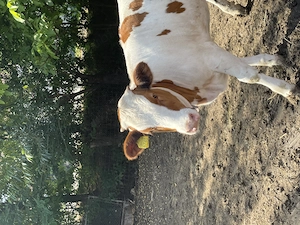 Vând vițea 8 luni red holstein  - imagine 4