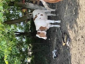 Vând vițea 8 luni red holstein 