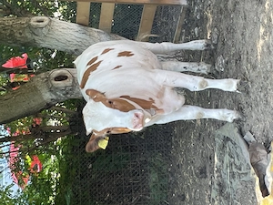 Vând vițea 8 luni red holstein  - imagine 2