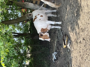 Vând vițea 8 luni red holstein  - imagine 3