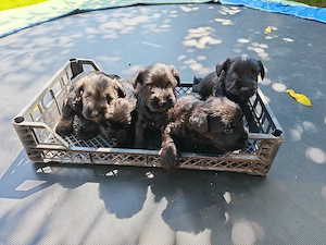 Schnauzer pitic   pui disponibili pentru rezervare