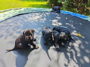 Schnauzer pitic   pui disponibili pentru rezervare