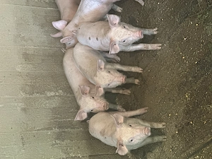 Purcei Landrace cu Pietrean