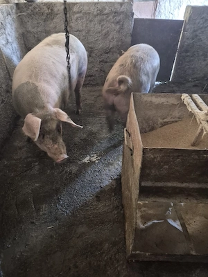 porci de vanzare 