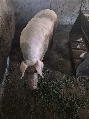 porci de vanzare  - imagine 2
