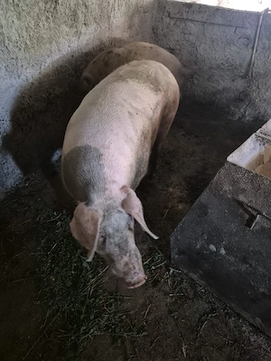 porci de vanzare  - imagine 3