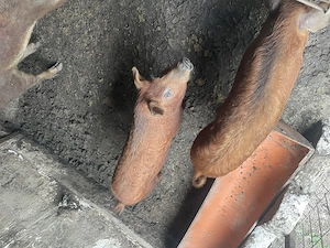 2 purcele Mangalita și 4purcei 2 dintre ei au 30 kg și 2 au 40kg purcelele au în jur de 90 k - imagine 3