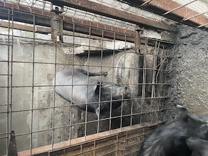 2 purcele Mangalita și 4purcei 2 dintre ei au 30 kg și 2 au 40kg purcelele au în jur de 90 k - imagine 4