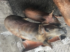 2 purcele Mangalita și 4purcei 2 dintre ei au 30 kg și 2 au 40kg purcelele au în jur de 90 k