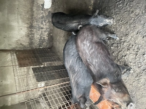 2 purcele Mangalita și 4purcei 2 dintre ei au 30 kg și 2 au 40kg purcelele au în jur de 90 k - imagine 2