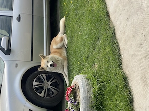Donez femela Akita Inu 