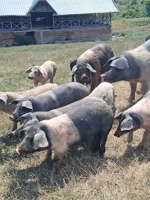 Porci purcei de vanzare