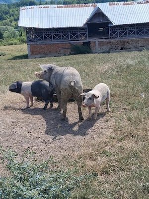 Porci purcei de vanzare - imagine 4