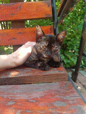 adoptie pui pisica - imagine 4