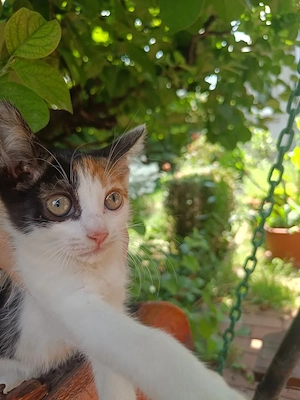 adoptie pui pisica