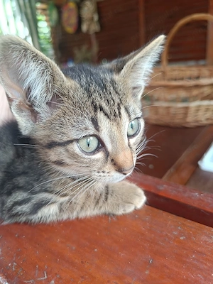 adoptie pui pisica - imagine 2