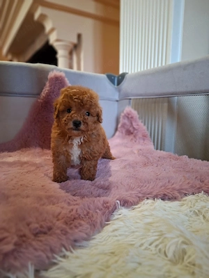 pudel mini toy