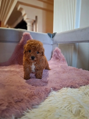 pudel mini toy - imagine 4