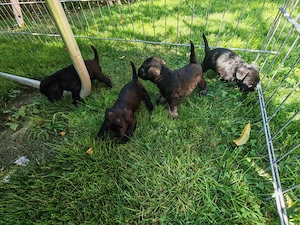 Schnauzer pitic   pui disponibili pentru rezervare - imagine 3