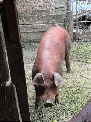 scrofita duroc pur - imagine 2