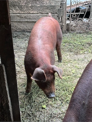 scrofita duroc pur