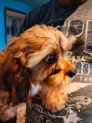 Cavapoo fetite si baeti disponibil - imagine 4