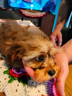 Cavapoo fetite si baeti disponibil - imagine 3