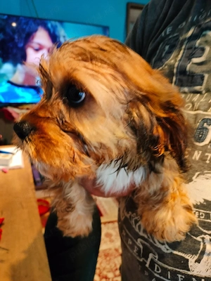 Cavapoo fetite si baeti disponibil - imagine 2