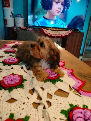 Cavapoo fetite si baeti disponibil - imagine 5