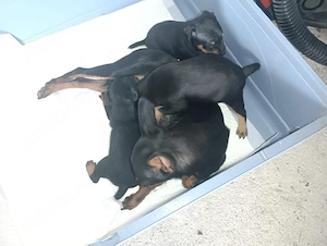 pinscher pitic doberman pitic