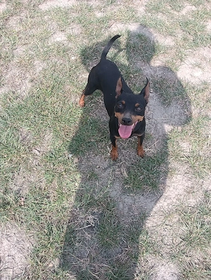 pinscher pitic doberman pitic - imagine 5