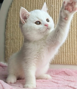 British Shorthair White  - imagine 2