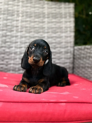 teckel negru