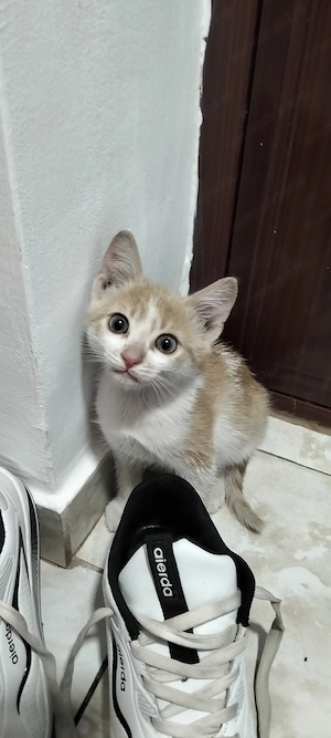 Motănel, 2-3luni spre adoptie - imagine 2