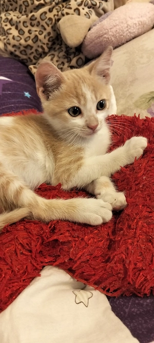 Motănel, 2-3luni spre adoptie