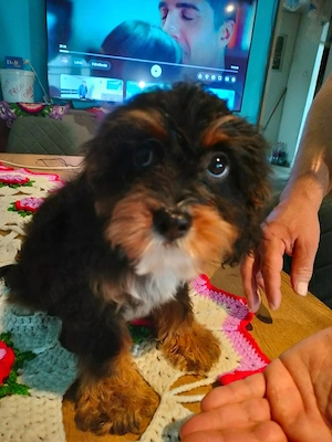 Cavapoo baeti si fetite de vinzare - imagine 3