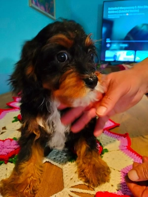 Cavapoo baeti si fetite de vinzare - imagine 4