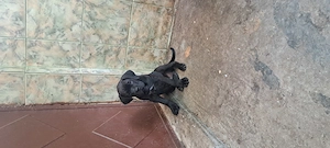 Vând cățeluși Cane corso,au 8 săptămâni,2 deparazitări, 2 vaccinuri,carnet de Sanatate - imagine 3