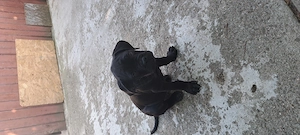 Vând cățeluși Cane corso,au 8 săptămâni,2 deparazitări, 2 vaccinuri,carnet de Sanatate - imagine 4