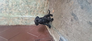 Vând cățeluși Cane corso,au 8 săptămâni,2 deparazitări, 2 vaccinuri,carnet de Sanatate - imagine 2
